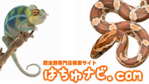 爬虫類専門店検索はちゅナビ
